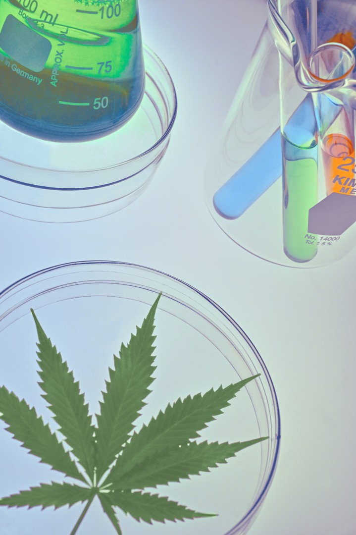 Cannabis nachweisbarkeit