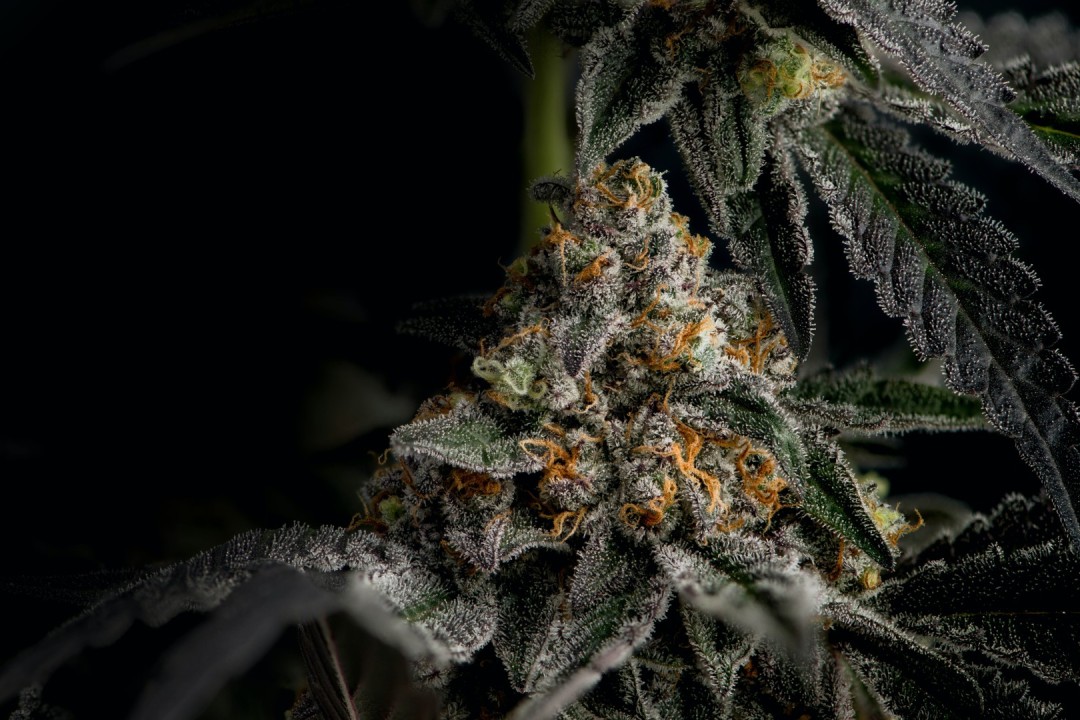 Cannabisblüte in Nahaufnahme