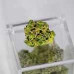 Medizinisches Cannabis auf einem Plastikwürfel