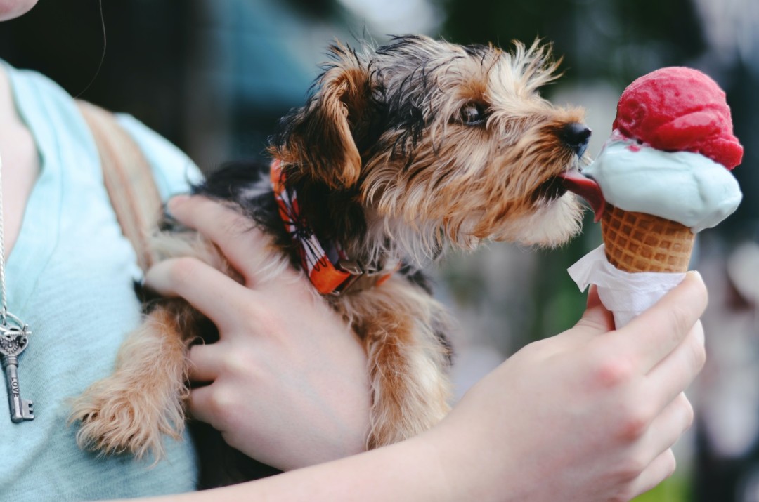 Ein Hund schleckt an einem Eis