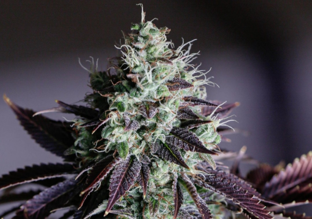 Cannabismythen Lila Blüten