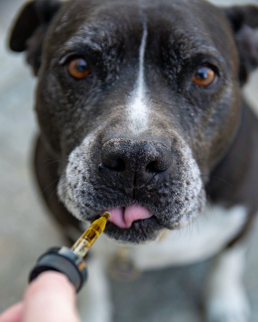 Tiermediziner setzen Cannabis im Ausland schon oft ein