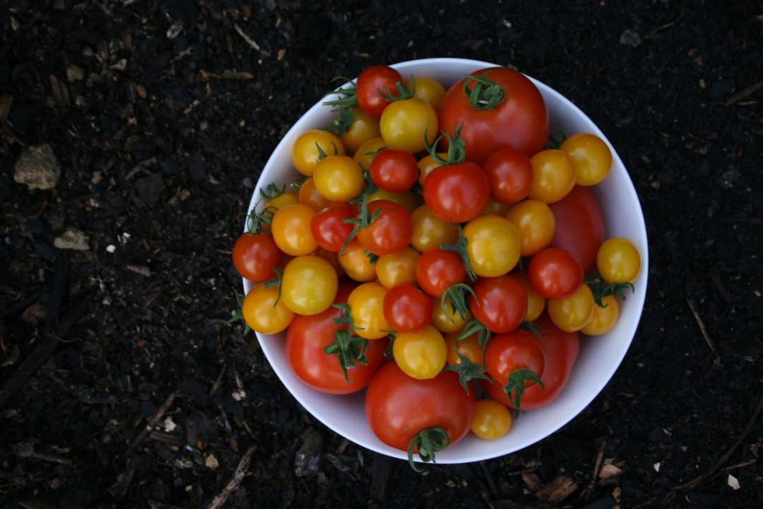 Tomaten, bunt gemischt