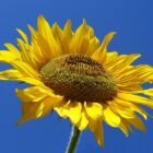 3bba0761-e21a-44f8-bd98-f1503351cbb9-1
