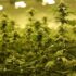 medizinal-cannabis-greensby