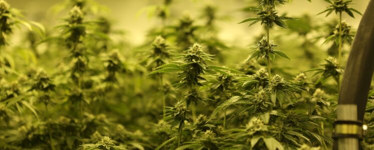 medizinal-cannabis-greensby