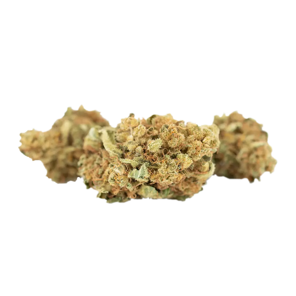 Aurora 22/1 DNK
