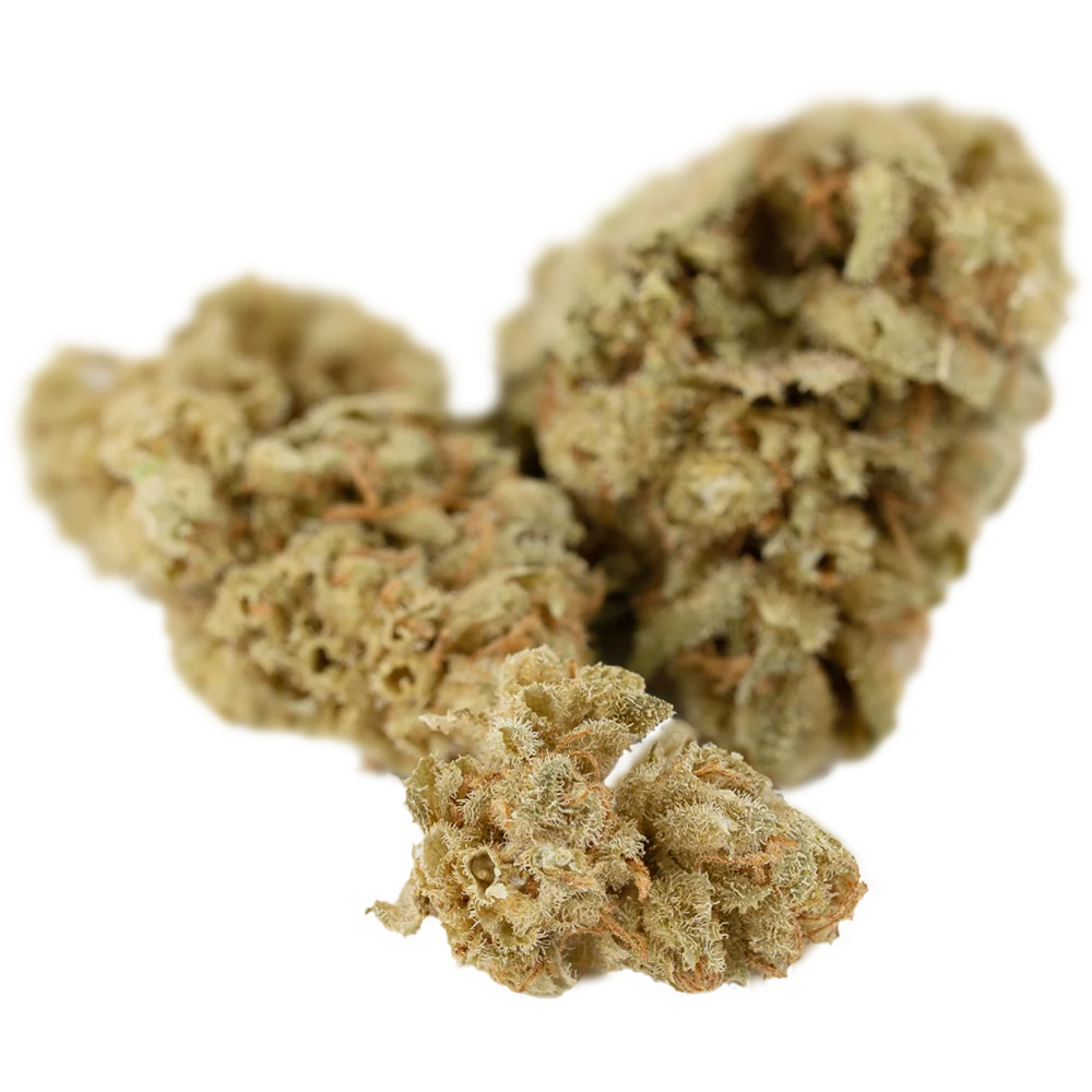 Blackbird Plain Indica