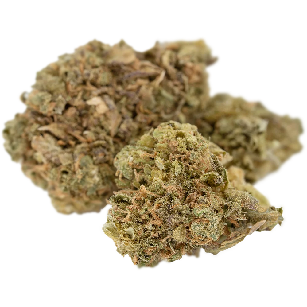 Blackbird Plain Sativa