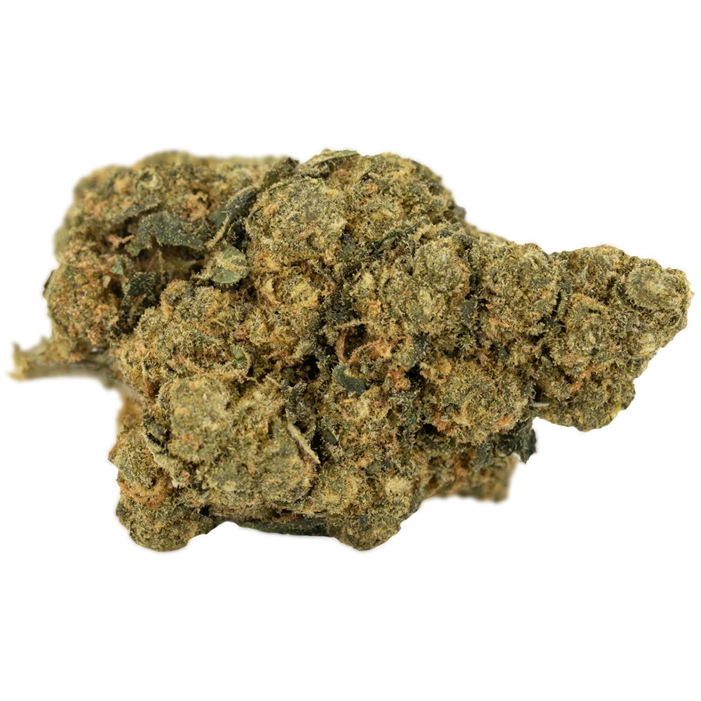 Costa Canna Dynamics - forte