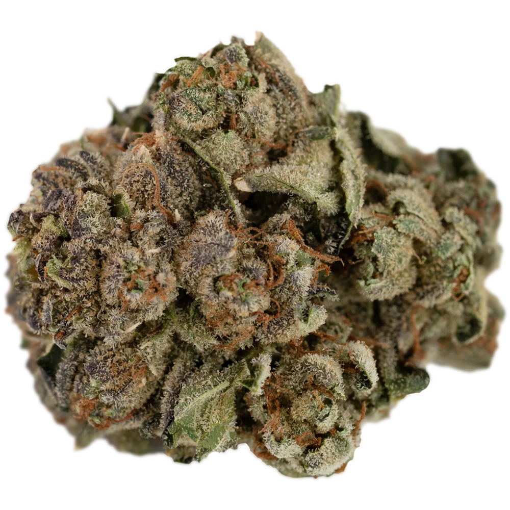 Navcora THC22 Spotlight Porto