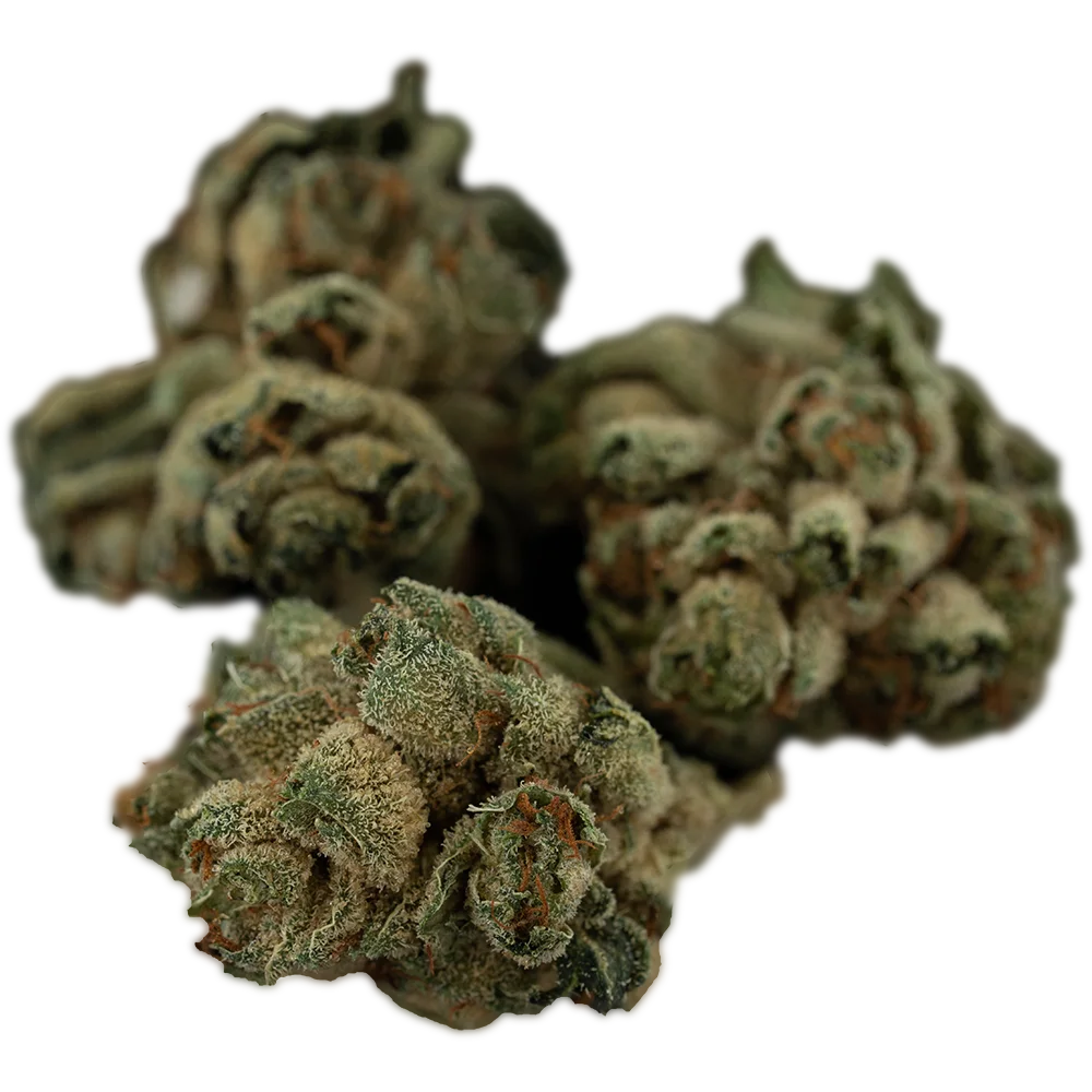 Navcora THC22 Spotlight Porto