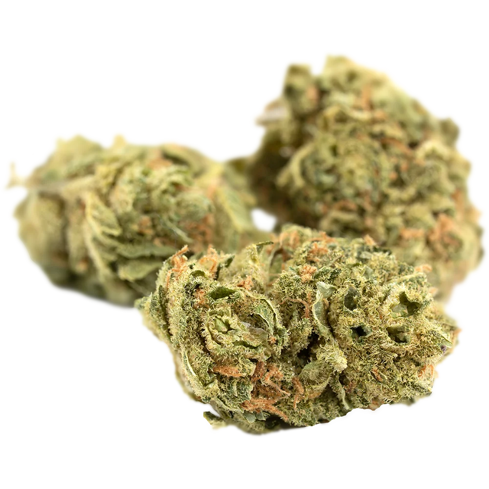 RE:CANNIS 16/1 Sativa