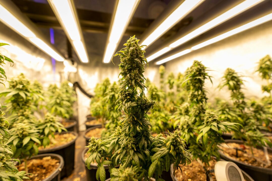 Eine Growzelt mit iner weißen Balken-LED am oberen Rand und vielen Cannabispflanzen am unteren Rand.