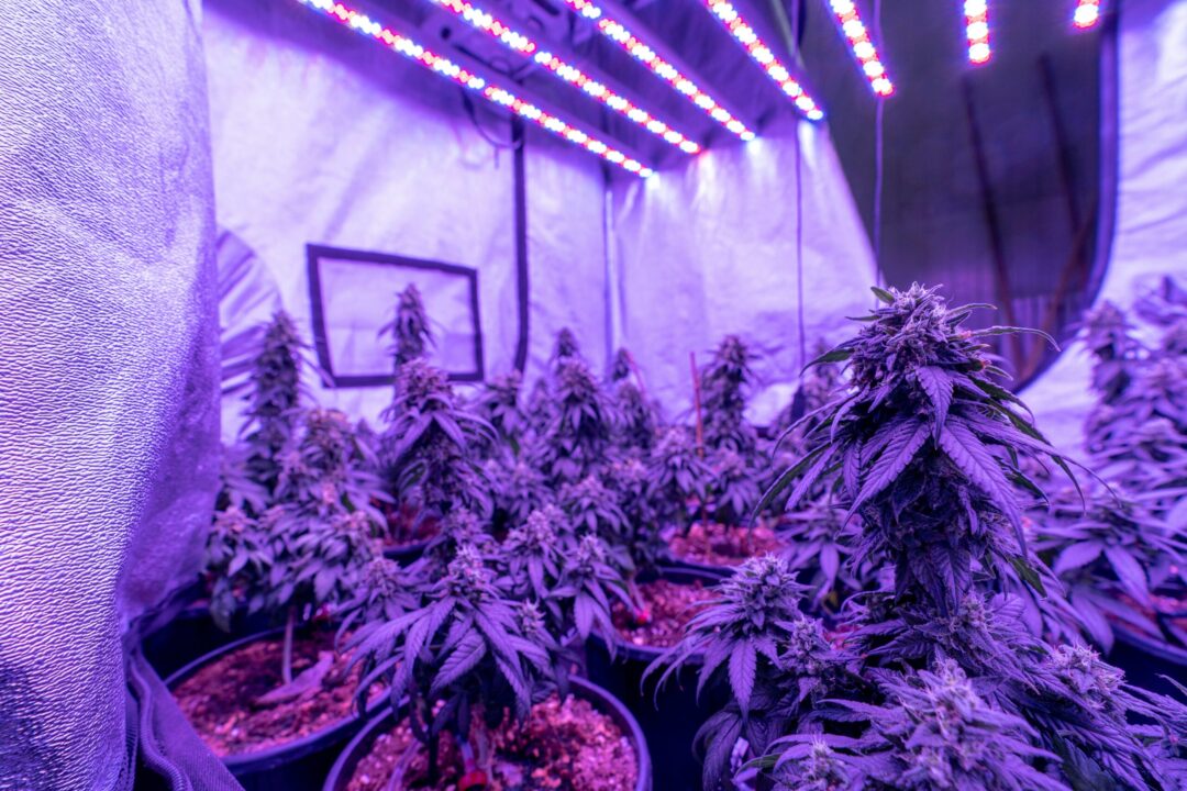 Ein lila beleuchtetes Growzelt mit ca. 12 cannabispflanzen in Töpfen