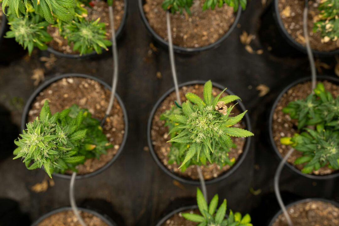 Ansicht von oben auf kleine Cannabispflanzen mit kleinen Blüten.