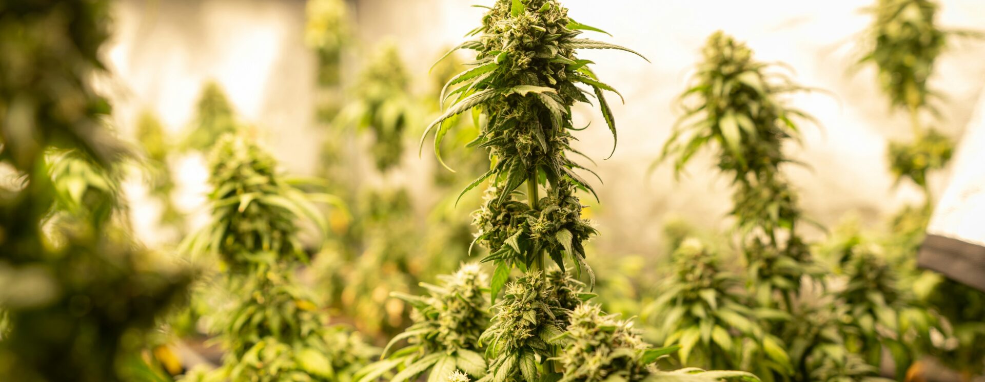 autoflower-titelbild-greensby