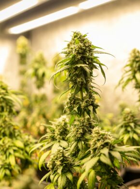 autoflower-titelbild-greensby