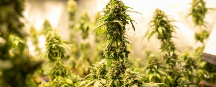 autoflower-titelbild-greensby