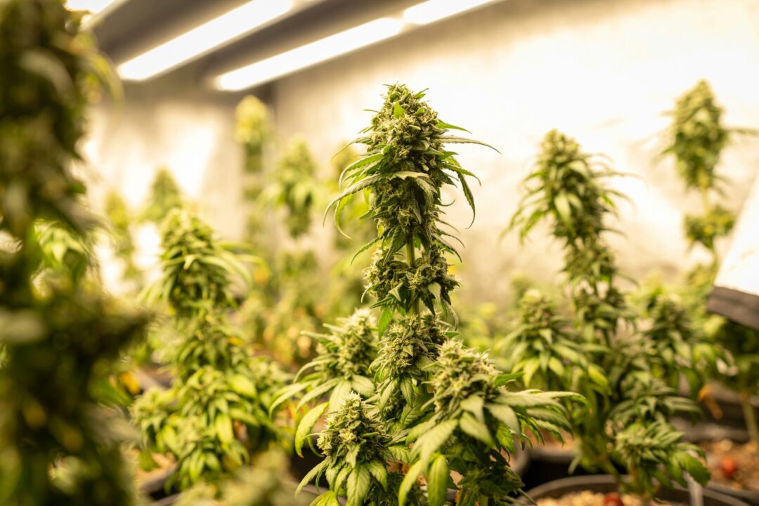 autoflower-titelbild-greensby