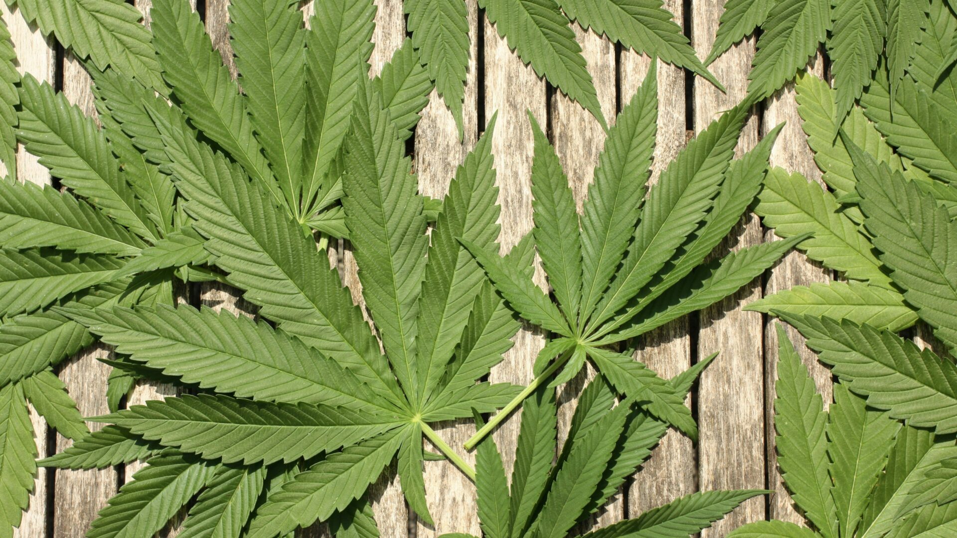 legalisierung-untersuchungsausschuss-cannabis-greensby