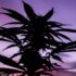 legalsierung-bundestag-greensby-news