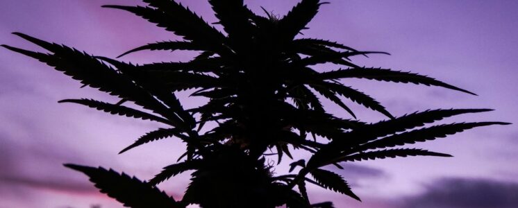 legalsierung-bundestag-greensby-news
