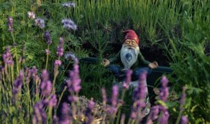 cannabis-kleingarten-greensby-news